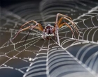 Bioničtí bourci s pavoučími geny vyrábějí lepší vlákna než Kevlar