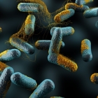 Nové antibiotikum pobije patogeny a ušetří střevní mikroflóru