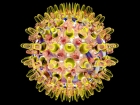 Nanočástice z rostlinného viru bojují proti metastázujícím nádorům