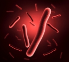 Geneticky vylepšená bakterie provádí biosyntézu nanočástic melaninu
