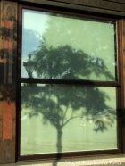 Povlak z nanovláken celulózy chrání plodiny před rzí