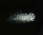 Řešením problému s mikroplasty by mohl být filtr ze sépiové kosti