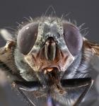 Geneticky vylepšené bráněnky mohou přispět k cirkulární ekonomice