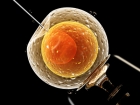Na palubě orbitální stanice ISS vypěstovali myší embrya